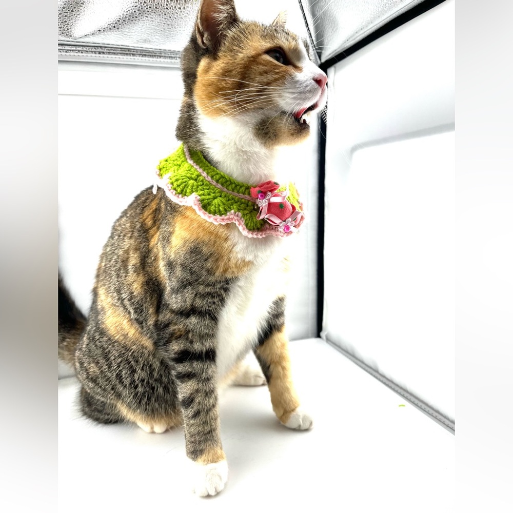 Handmade crocheted pet collar - Picture 5 of 5